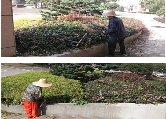 绿植建剪，美化环境